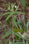 Flowering spurge